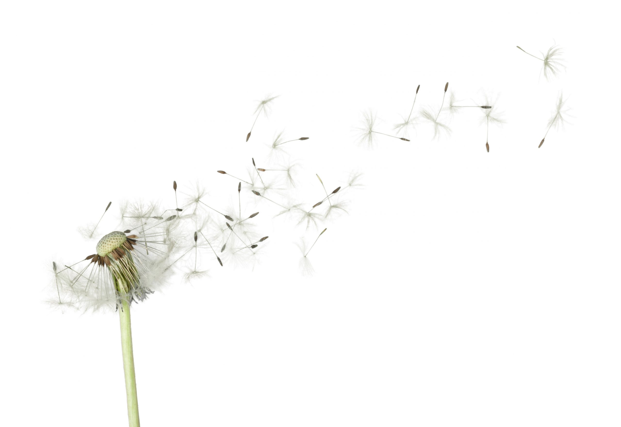 shutterstock_291328619-Bloem 24